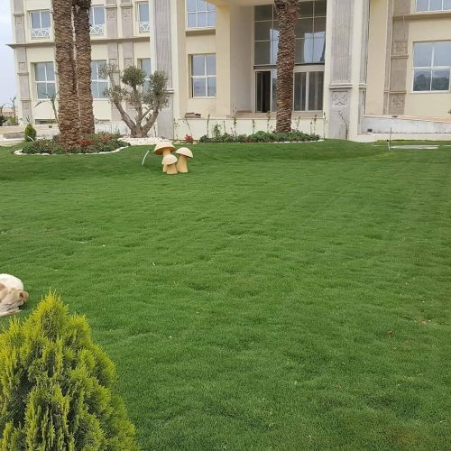 عشب طبيعي (37)